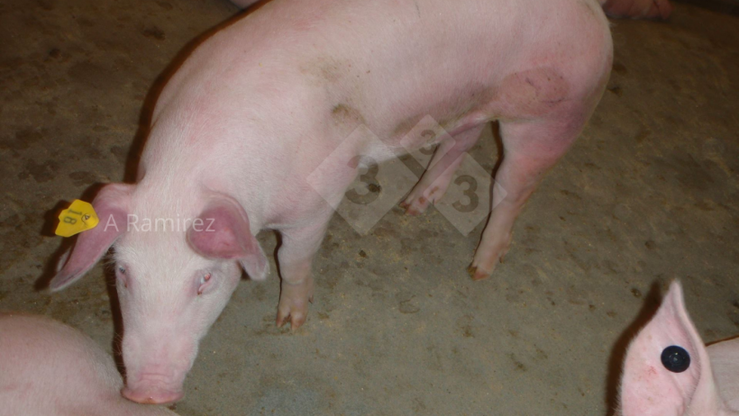 Foto 1: Cerdo con las orejas y el abdomen rojos (hiperémicos) que sugieren enfermedad sistémica.